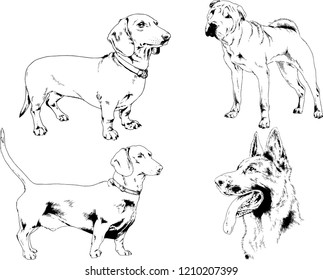 vector drawings sketches pedigree dogs in the racks drawn in ink by hand , objects with no background