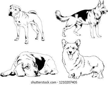 vector drawings sketches pedigree dogs in the racks drawn in ink by hand , objects with no background