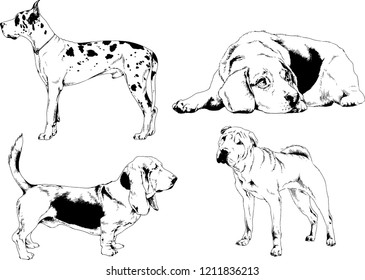 vector drawings sketches pedigree dogs in the racks drawn in ink by hand , objects with no background