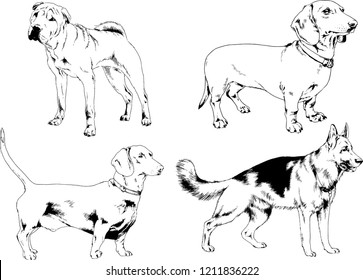 vector drawings sketches pedigree dogs in the racks drawn in ink by hand , objects with no background