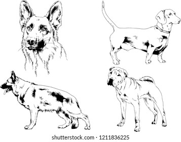 vector drawings sketches pedigree dogs in the racks drawn in ink by hand , objects with no background