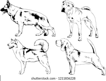 vector drawings sketches pedigree dogs in the racks drawn in ink by hand , objects with no background