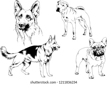 vector drawings sketches pedigree dogs in the racks drawn in ink by hand , objects with no background