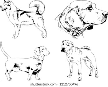 vector drawings sketches pedigree dogs in the racks drawn in ink by hand , objects with no background