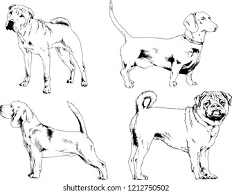vector drawings sketches pedigree dogs in the racks drawn in ink by hand , objects with no background