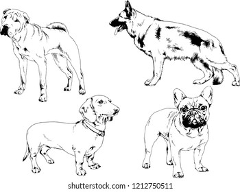 vector drawings sketches pedigree dogs in the racks drawn in ink by hand , objects with no background