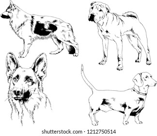 vector drawings sketches pedigree dogs in the racks drawn in ink by hand , objects with no background