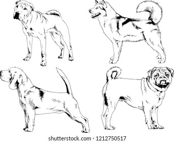 vector drawings sketches pedigree dogs in the racks drawn in ink by hand , objects with no background