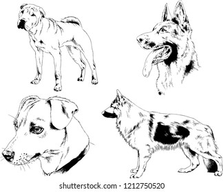 vector drawings sketches pedigree dogs in the racks drawn in ink by hand , objects with no background