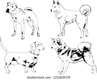 vector drawings sketches pedigree dogs in the racks drawn in ink by hand , objects with no background