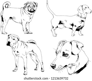 vector drawings sketches pedigree dogs in the racks drawn in ink by hand , objects with no background