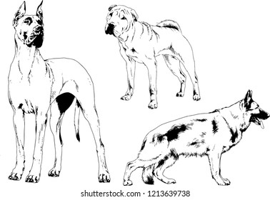 vector drawings sketches pedigree dogs in the racks drawn in ink by hand , objects with no background