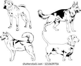 vector drawings sketches pedigree dogs in the racks drawn in ink by hand , objects with no background