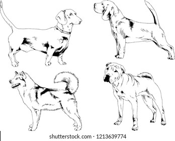 vector drawings sketches pedigree dogs in the racks drawn in ink by hand , objects with no background