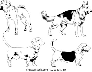 vector drawings sketches pedigree dogs in the racks drawn in ink by hand , objects with no background