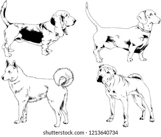 vector drawings sketches pedigree dogs in the racks drawn in ink by hand , objects with no background