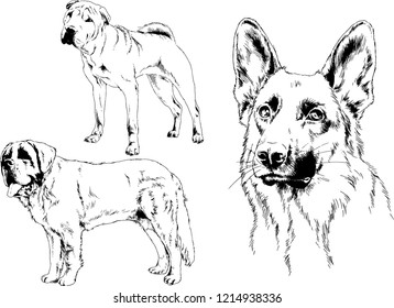 vector drawings sketches pedigree dogs in the racks drawn in ink by hand , objects with no background