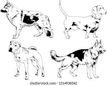 vector drawings sketches pedigree dogs in the racks drawn in ink by hand , objects with no background