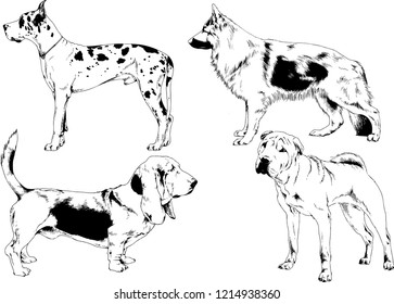vector drawings sketches pedigree dogs in the racks drawn in ink by hand , objects with no background