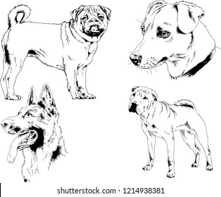 vector drawings sketches pedigree dogs in the racks drawn in ink by hand , objects with no background