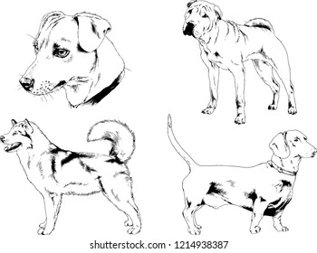 vector drawings sketches pedigree dogs in the racks drawn in ink by hand , objects with no background