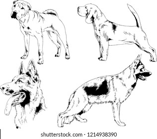 vector drawings sketches pedigree dogs in the racks drawn in ink by hand , objects with no background