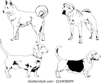 vector drawings sketches pedigree dogs in the racks drawn in ink by hand , objects with no background