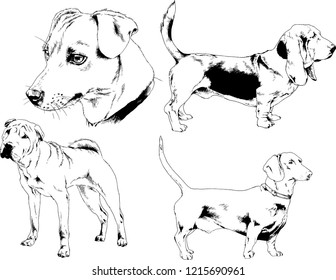 vector drawings sketches pedigree dogs in the racks drawn in ink by hand , objects with no background