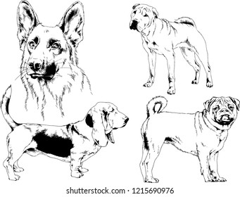 vector drawings sketches pedigree dogs in the racks drawn in ink by hand , objects with no background