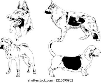vector drawings sketches pedigree dogs in the racks drawn in ink by hand , objects with no background