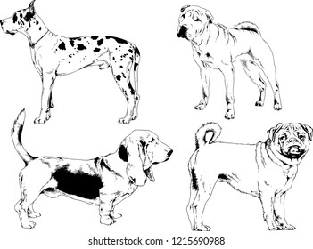 vector drawings sketches pedigree dogs in the racks drawn in ink by hand , objects with no background