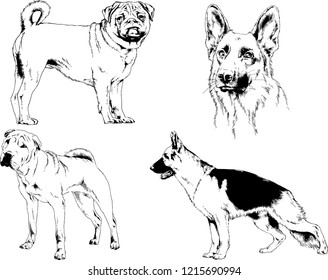 vector drawings sketches pedigree dogs in the racks drawn in ink by hand , objects with no background