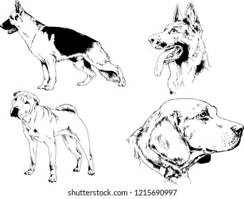vector drawings sketches pedigree dogs in the racks drawn in ink by hand , objects with no background