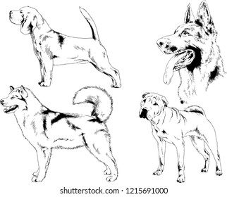 vector drawings sketches pedigree dogs in the racks drawn in ink by hand , objects with no background