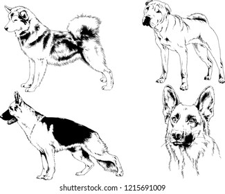 vector drawings sketches pedigree dogs in the racks drawn in ink by hand , objects with no background