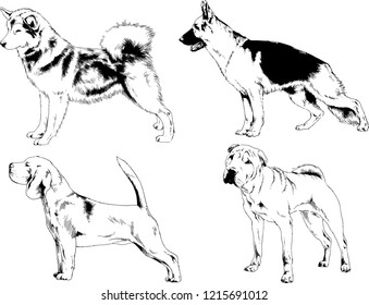 vector drawings sketches pedigree dogs in the racks drawn in ink by hand , objects with no background