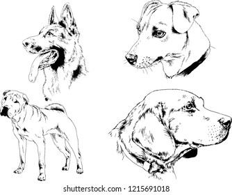 vector drawings sketches pedigree dogs in the racks drawn in ink by hand , objects with no background