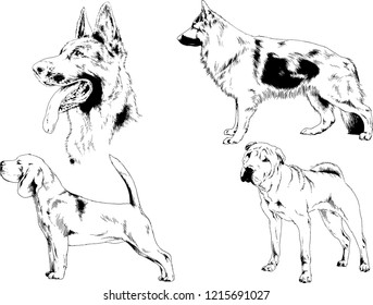 vector drawings sketches pedigree dogs in the racks drawn in ink by hand , objects with no background