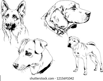 vector drawings sketches pedigree dogs in the racks drawn in ink by hand , objects with no background