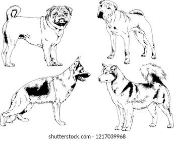 vector drawings sketches pedigree dogs in the racks drawn in ink by hand , objects with no background