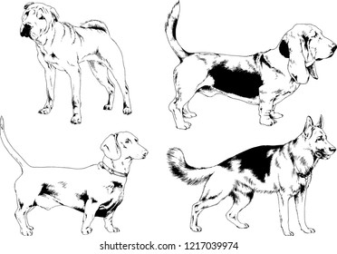 vector drawings sketches pedigree dogs in the racks drawn in ink by hand , objects with no background