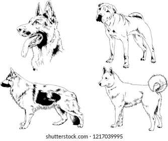 vector drawings sketches pedigree dogs in the racks drawn in ink by hand , objects with no background