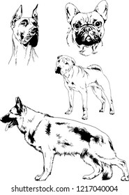 vector drawings sketches pedigree dogs in the racks drawn in ink by hand , objects with no background