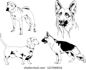 vector drawings sketches pedigree dogs in the racks drawn in ink by hand , objects with no background