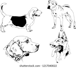 vector drawings sketches pedigree dogs in the racks drawn in ink by hand , objects with no background