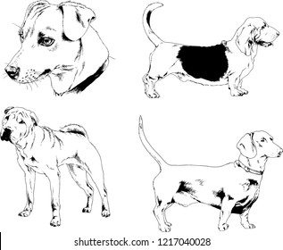 vector drawings sketches pedigree dogs in the racks drawn in ink by hand , objects with no background