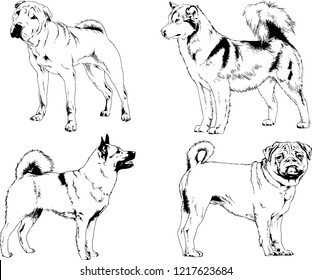 vector drawings sketches pedigree dogs in the racks drawn in ink by hand , objects with no background