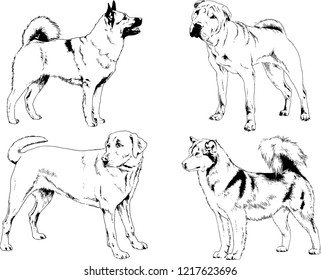 vector drawings sketches pedigree dogs in the racks drawn in ink by hand , objects with no background