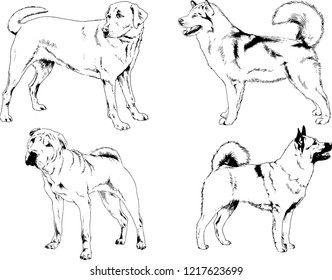 vector drawings sketches pedigree dogs in the racks drawn in ink by hand , objects with no background