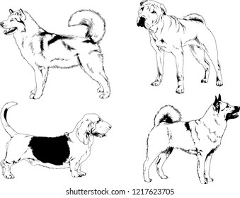 vector drawings sketches pedigree dogs in the racks drawn in ink by hand , objects with no background